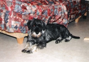 Eip�'s Bakkantti pentuna